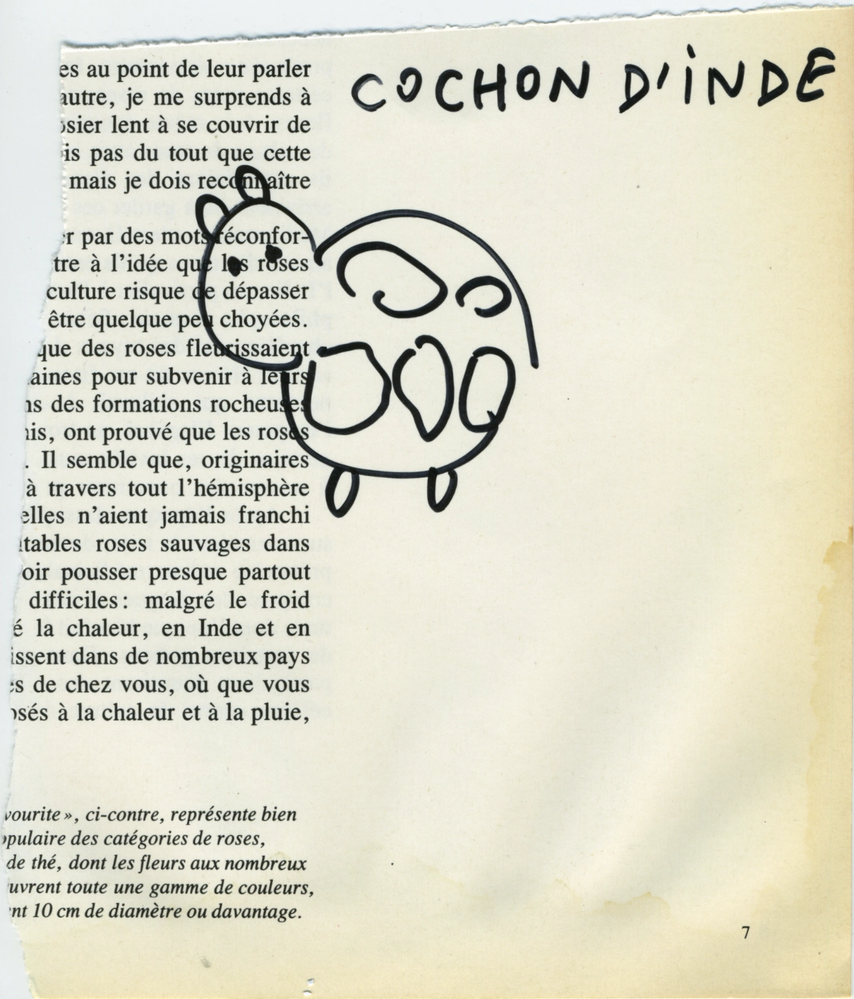 jeremiegrandsenne_2023_cochondinde