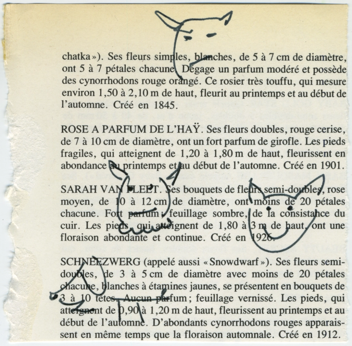 jeremiegrandsenne_2023_diableschatchien