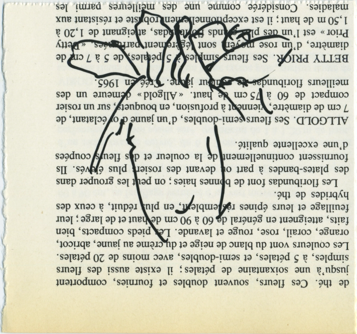 jeremiegrandsenne_2023_fleurpeutetrevisage