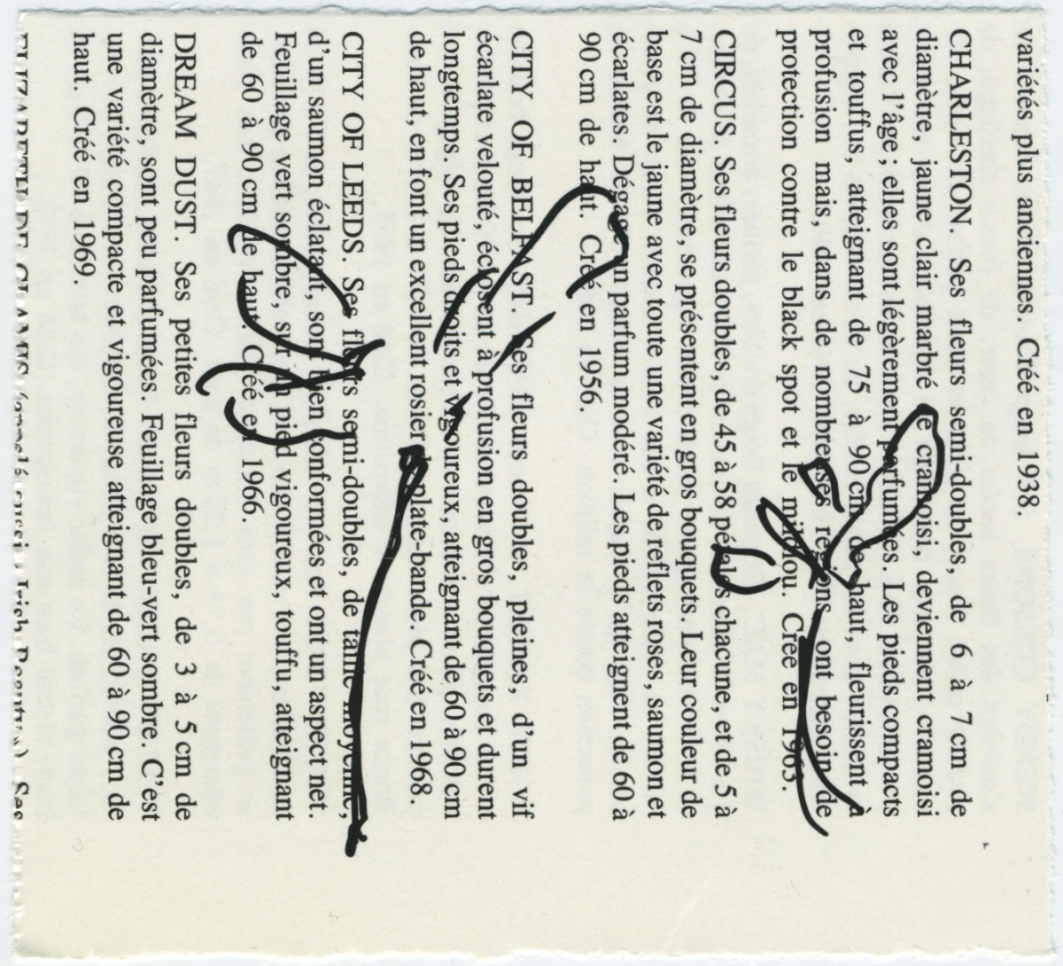 jeremiegrandsenne_2023_laviedesroses_deuxfleurs