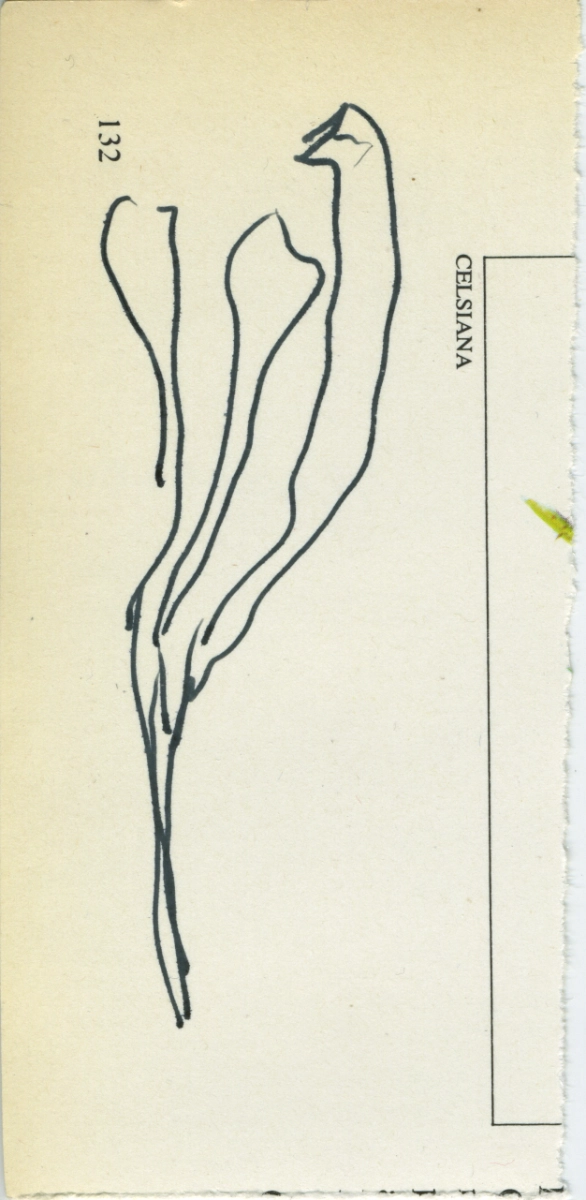 jeremiegrandsenne_2023_planteverticale