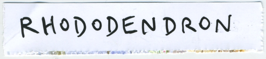 jeremiegrandsenne_2023_rhododendron