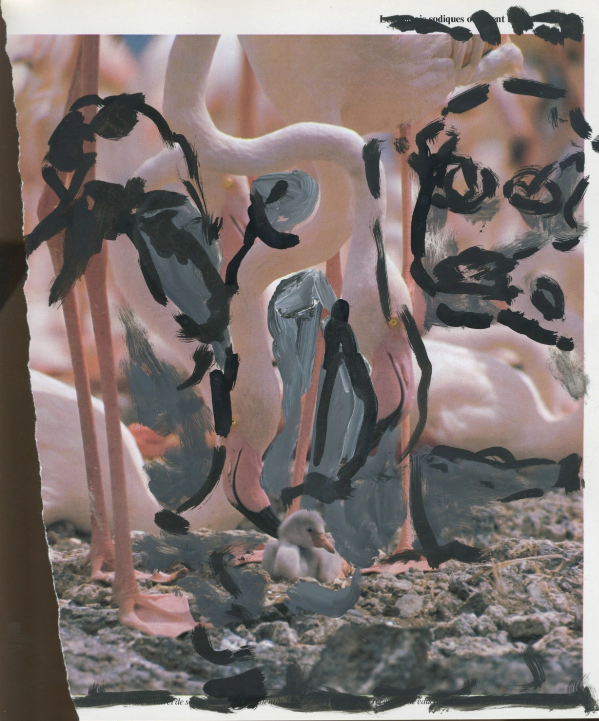 jeremiegrandsenne_legrandrift_flamantsrosesvisage