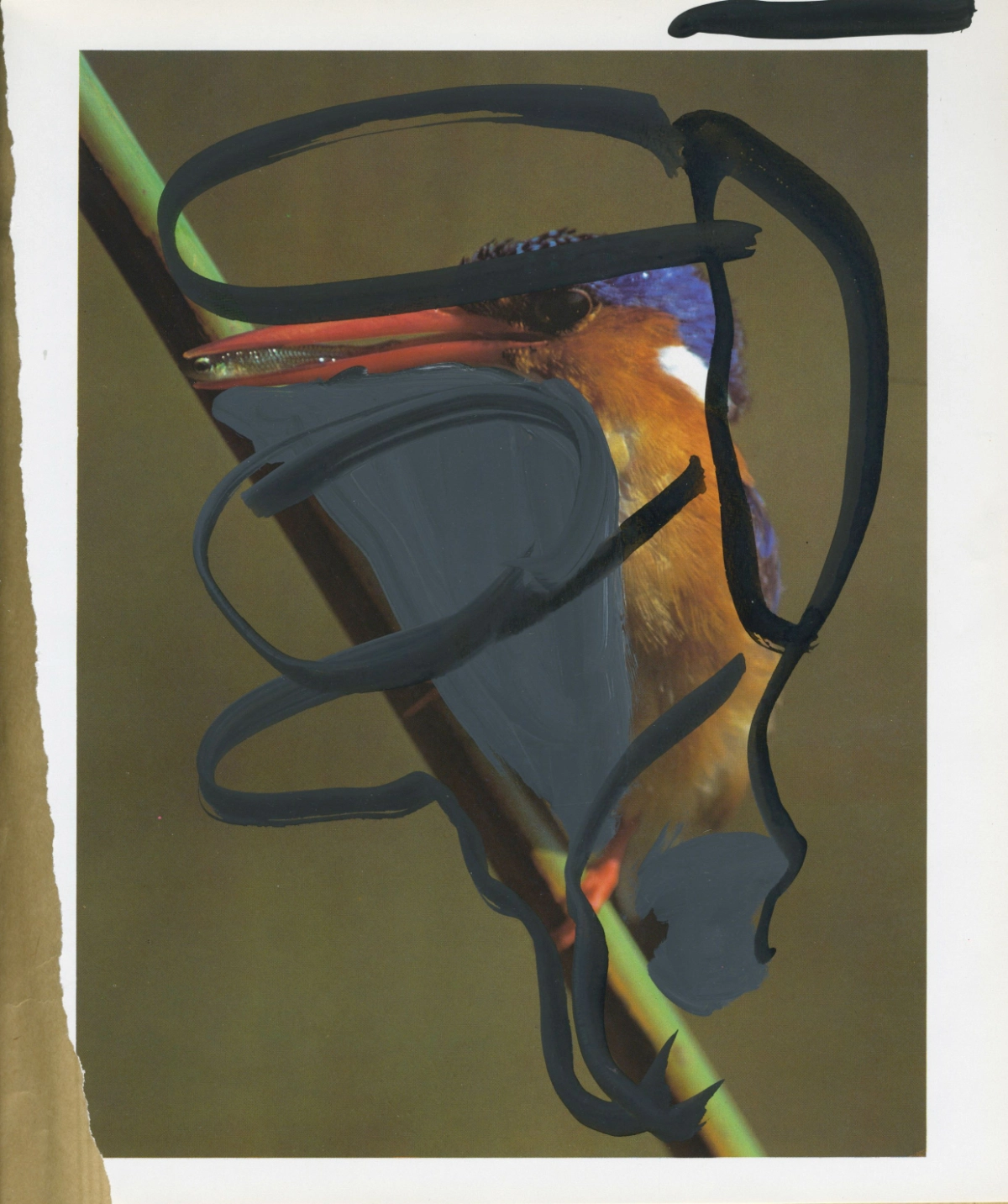 jeremiegrandsenne_legrandrift_oiseaucolore